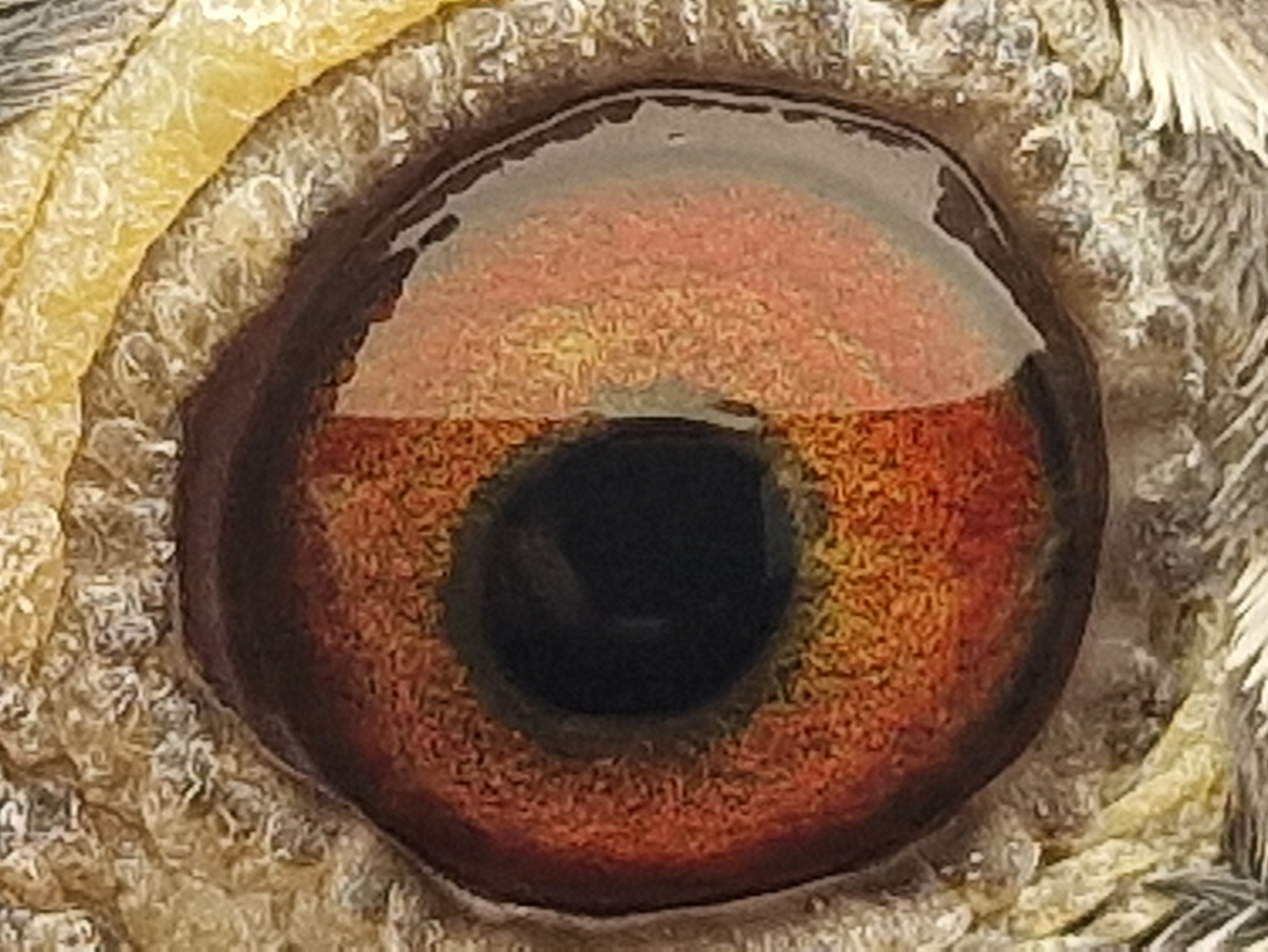 Pigeon eye